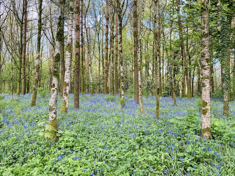 Woodland Clearing
