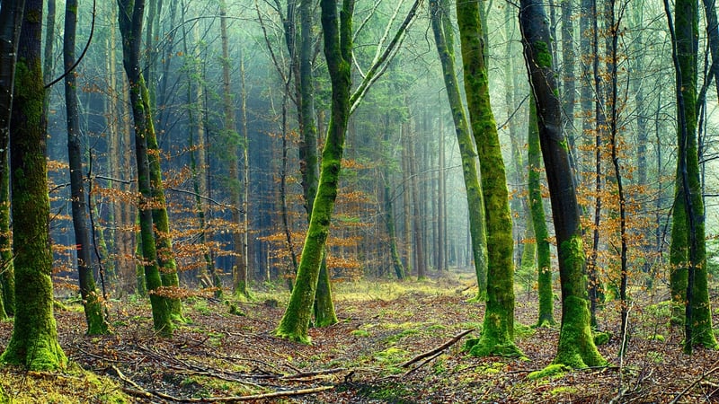 Forest Vegetation
