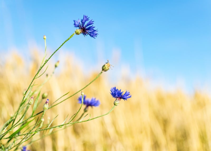 Wildflowers in the forest